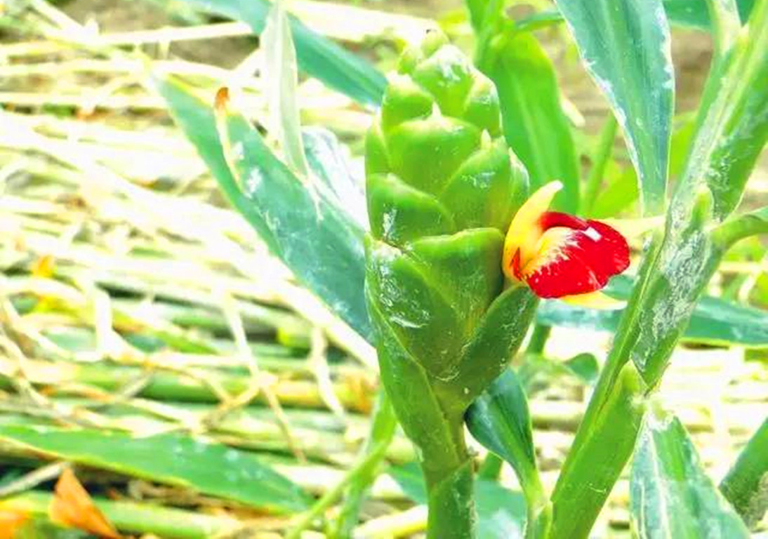 冬季萝卜夏食姜,冬天萝卜夏天姜吃了好抗寒