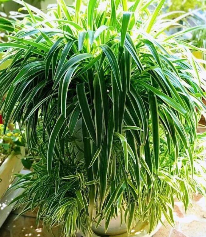 淘米水浇花杀菌问题,淘米的水浇花真的有好处