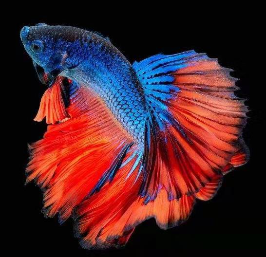 小鱼缸养一只斗鱼,小鱼缸只养一两条鱼该养哪种