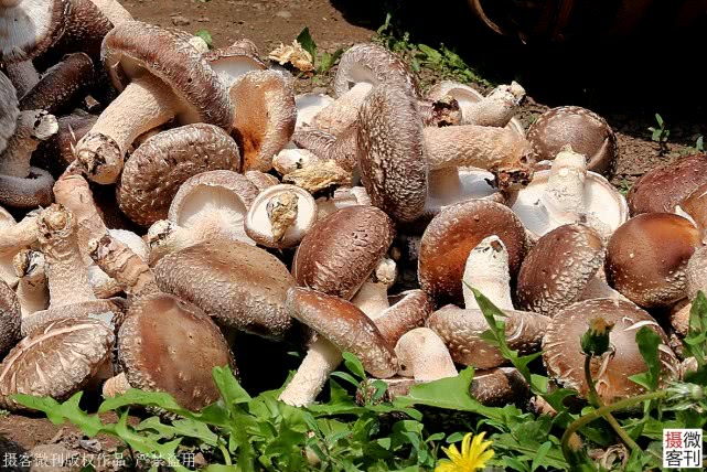 深山老两口5年还18万欠款，大妈每天抱着儿子遗像哭