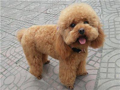 纯种泰迪犬特征,纯种泰迪犬的特征