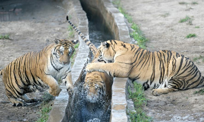 虎林园有1300只圈养虎，为什么还不野放？放了可能就是食人虎