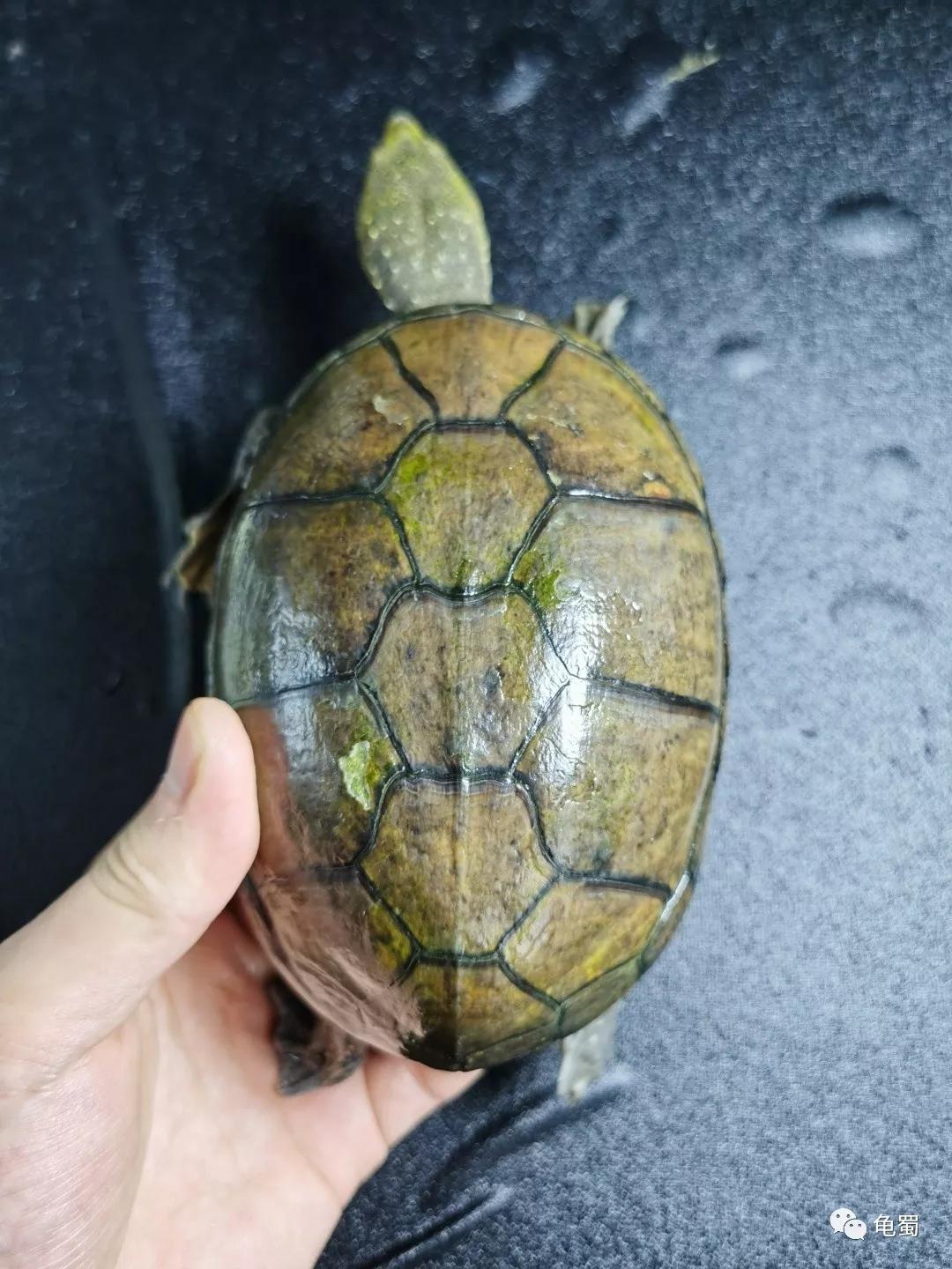 黄泽泥龟为什么冷门,泥龟冷门品种