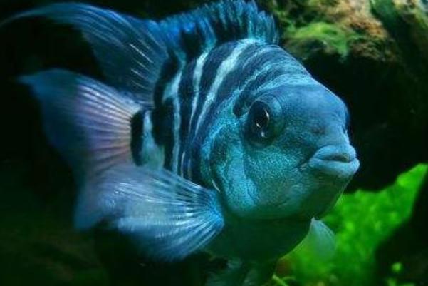 迷你鹦鹉鱼怎么养才能不死,鹦鹉鱼知识与技巧