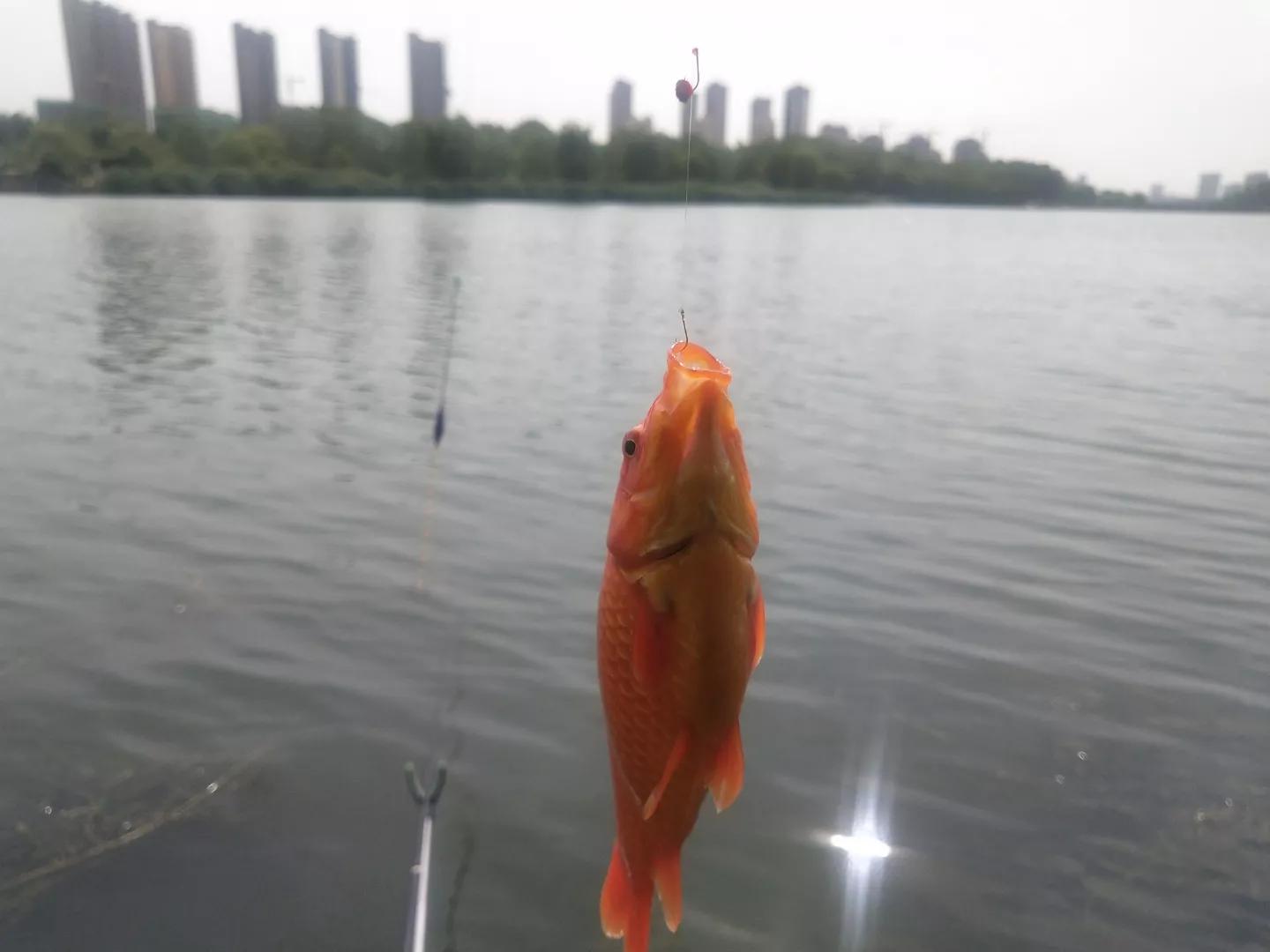 畸形的鱼吃了有什么危害,畸形鱼是怎么回事