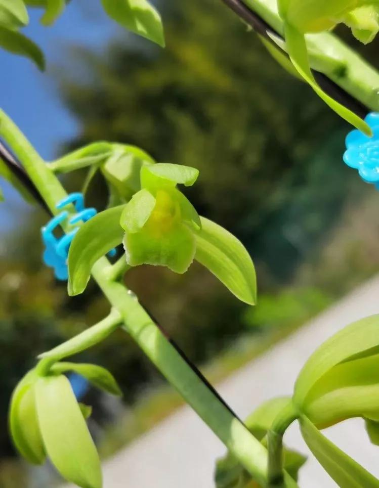 秦岭早年下山的一颗蕙兰荷素，后来成为传世名品