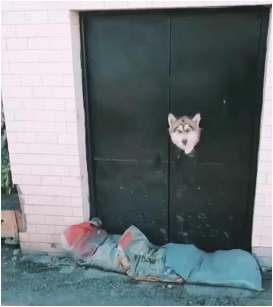 男子把哈士奇关车里,二哈被主人带回老家咬死