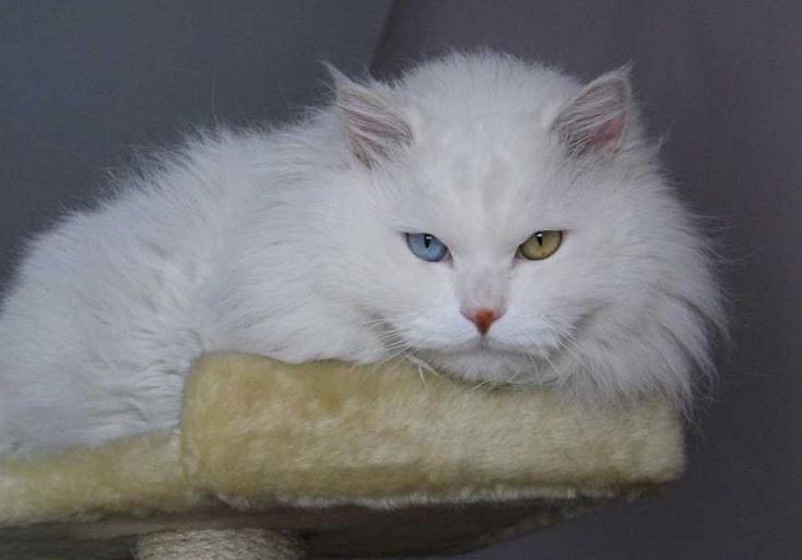 建议穷人养的10种猫性格温顺,什么猫好养而且不贵且不容易得病