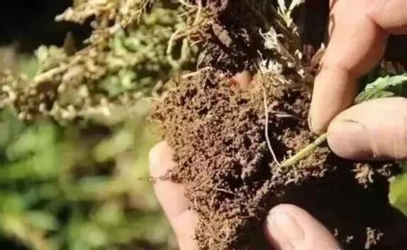 打农药用井水需要加醋吗,打农药时加点醋可以吗