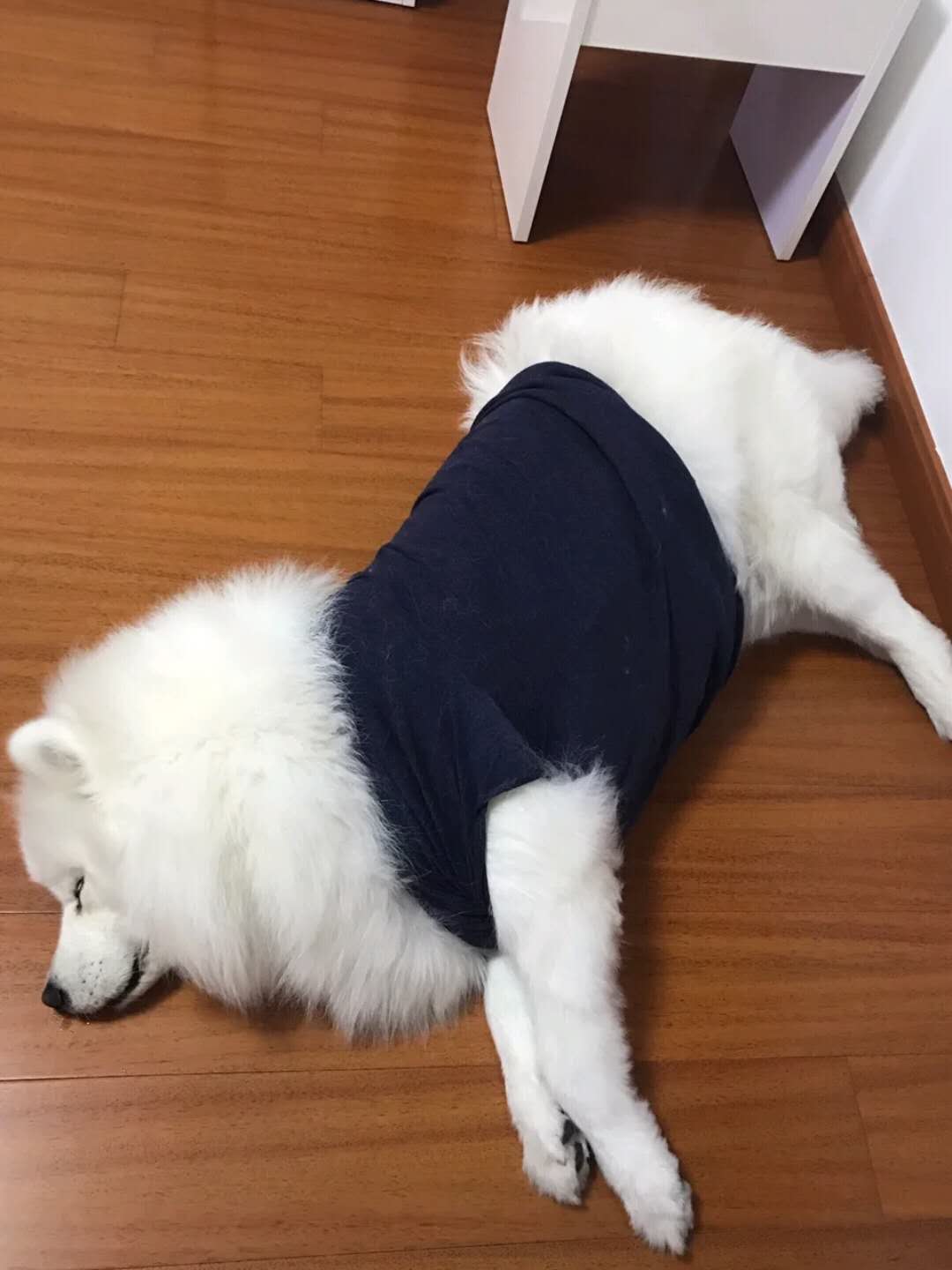 家里萨摩耶,萨摩耶掉毛严重家里还有宝宝