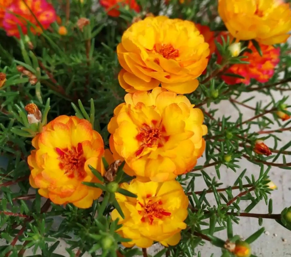 十大最好养的绿萝花,九种养不死的花