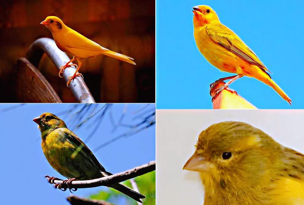 金丝雀羽毛品种,金丝雀可以笼养繁殖吗