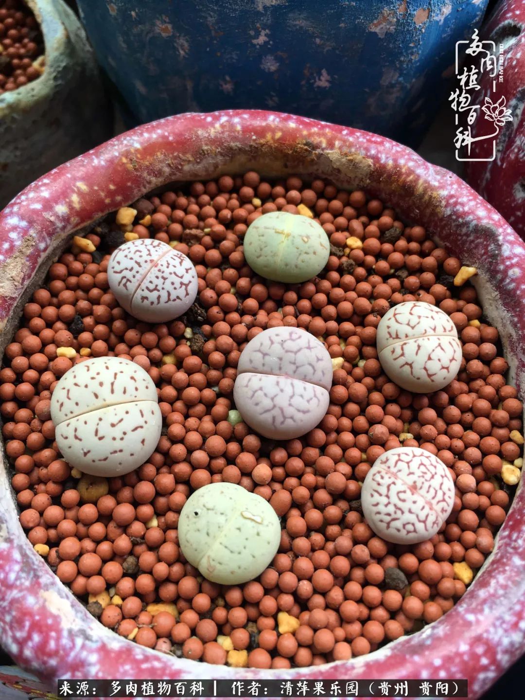 生石花庭院,晶莹剔透的生石花