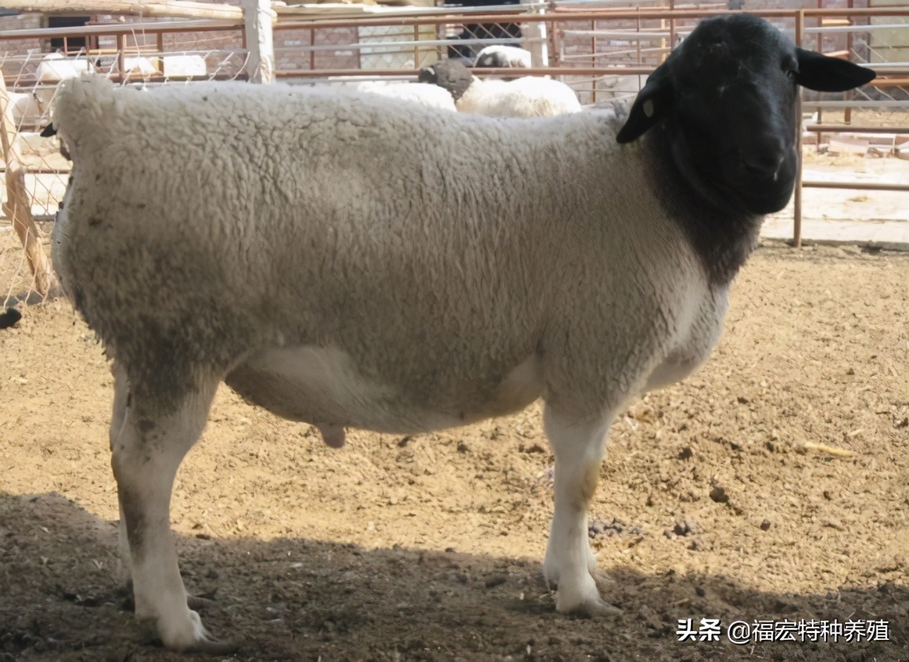 杜泊羊品种介绍,杜泊绵羊一般多少钱