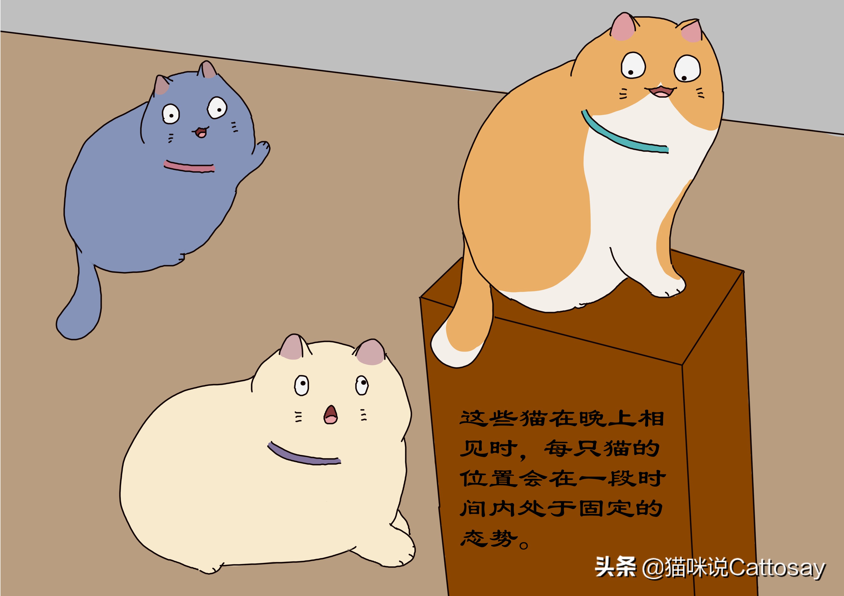 家猫出门遇到野猫,家猫每晚出去和野猫玩