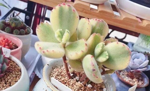 养花没有地方养该怎么办,养花没有阳光有最好的办法吗