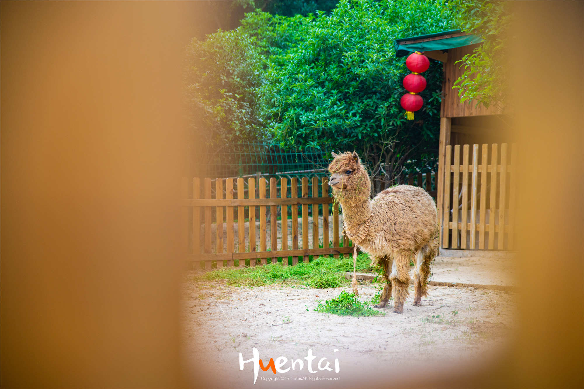 住星空帐篷吃土灶饭，看孔雀开屏，这个520就要来点不一样