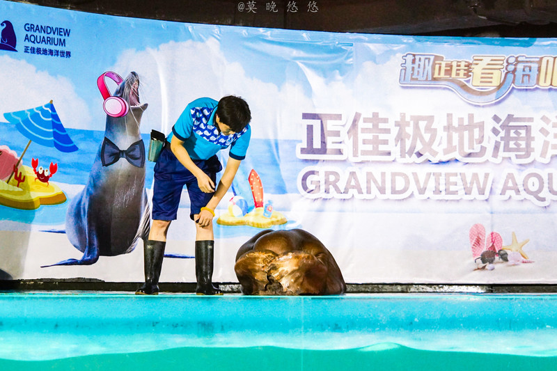 海洋极地海洋世界攻略,正佳极地海洋世界白鲸海象