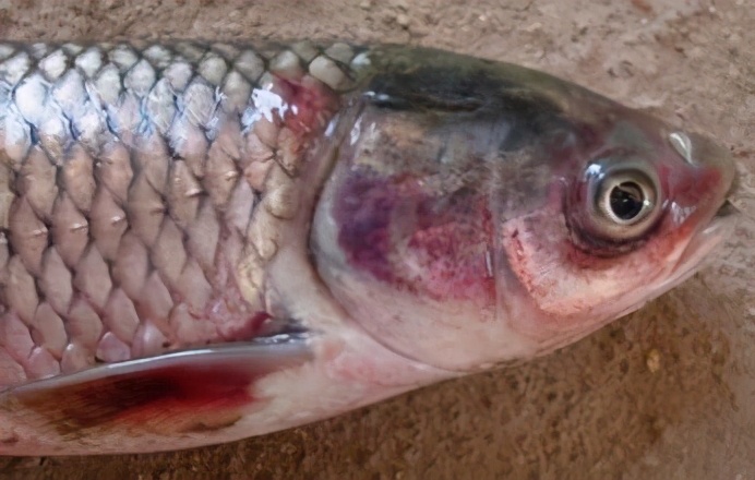 水产细菌性败血病,淡水鱼类弧菌感染