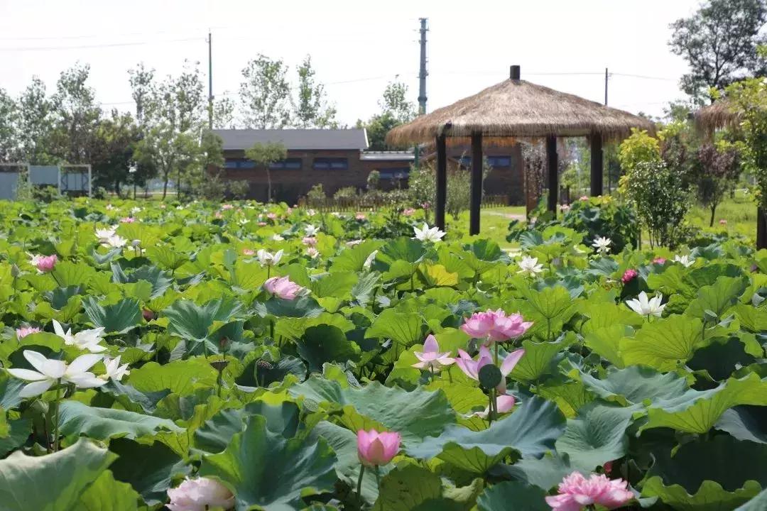 金湖荷花荡图片,金湖荷花荡介绍