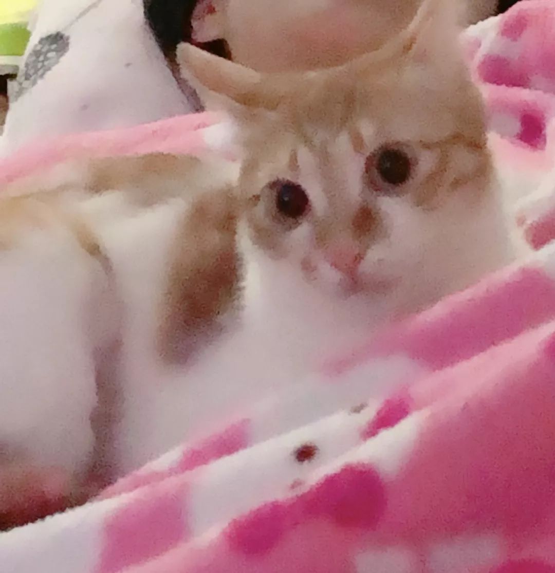 猫鼻支的症状和治疗方法,猫鼻支的症状及治疗方法