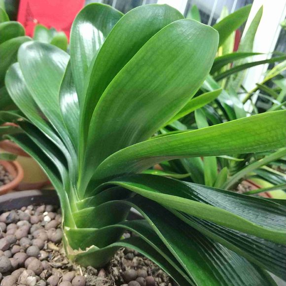 君子兰开花后变成三个头了咋养,君子兰怎样才能结子