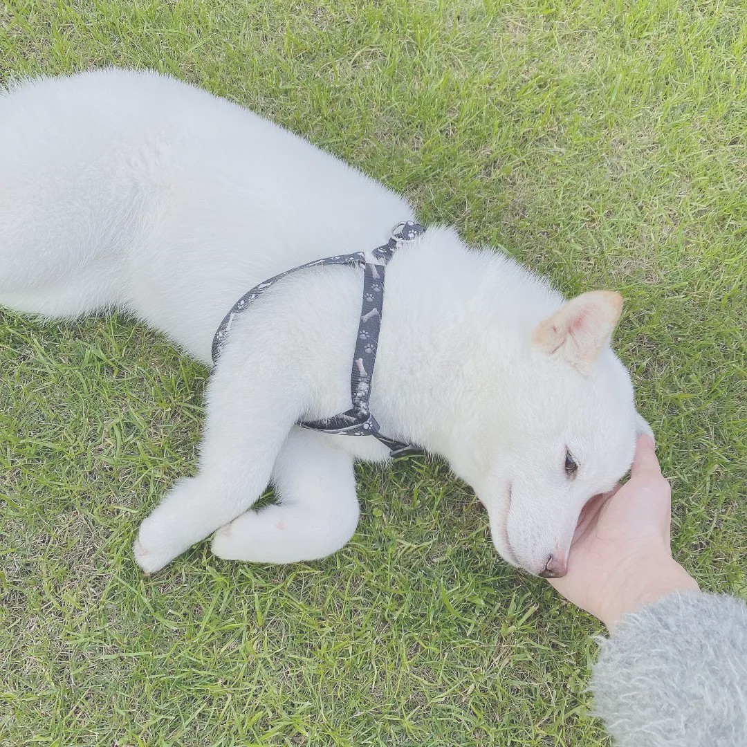 向往的生活锅碗瓢盆分别被谁养,向往的生活锅碗瓢盆4只狗