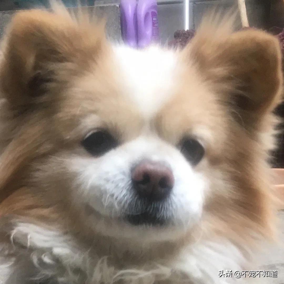 中华田园犬小时候的可爱图片,中华田园犬颜值天花板小奶狗