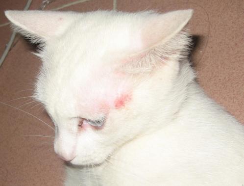 啮齿类宠物真菌感染,引起宠物传染病的微生物有哪些