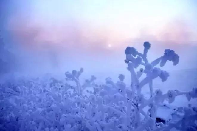此生必去看一次雾凇太美了,此生必去看一次雾凇简直要美哭了