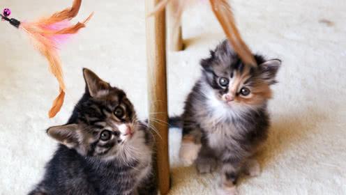 新手买猫怎么避免猫贩子,新手买猫如何避免被坑