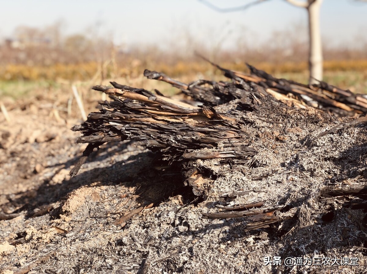 草木灰能治大蒜锈病吗？大蒜叶枯病、锈病一招彻底解决，值得收藏