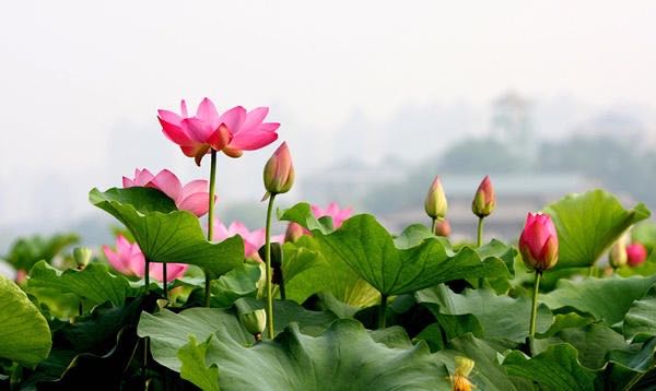 宋金林的书法欣赏,三姐妹书法