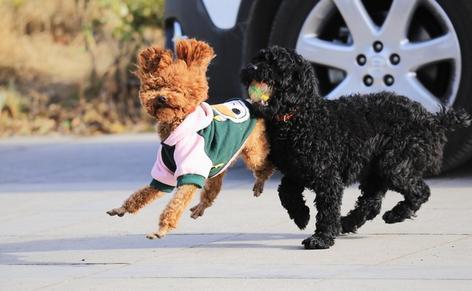 公狗多久才会跨骑,狗为什么会互相跨骑