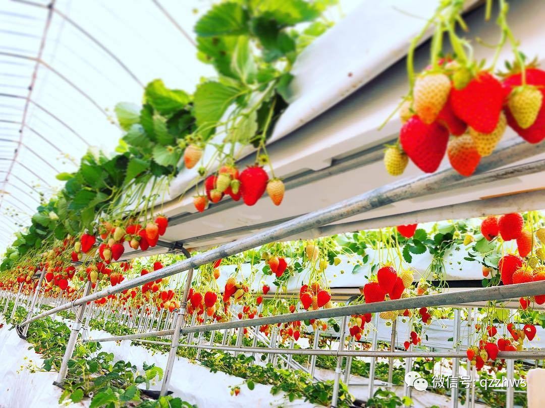 无土栽培立体草莓定植及管理,立体无土草莓种植