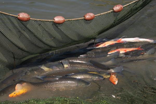 鱼缸养锦鲤养水的正确方法,鱼缸养殖的锦鲤怎么换水啊图解