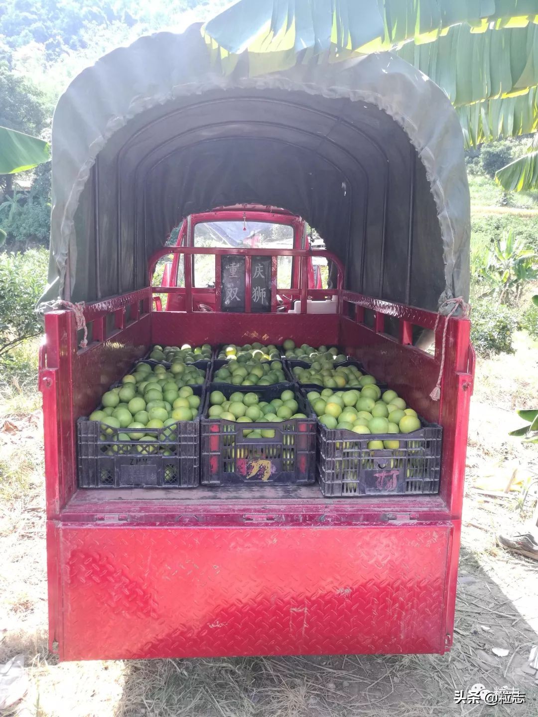 老伙,你的橙子离你更近了……|粒志