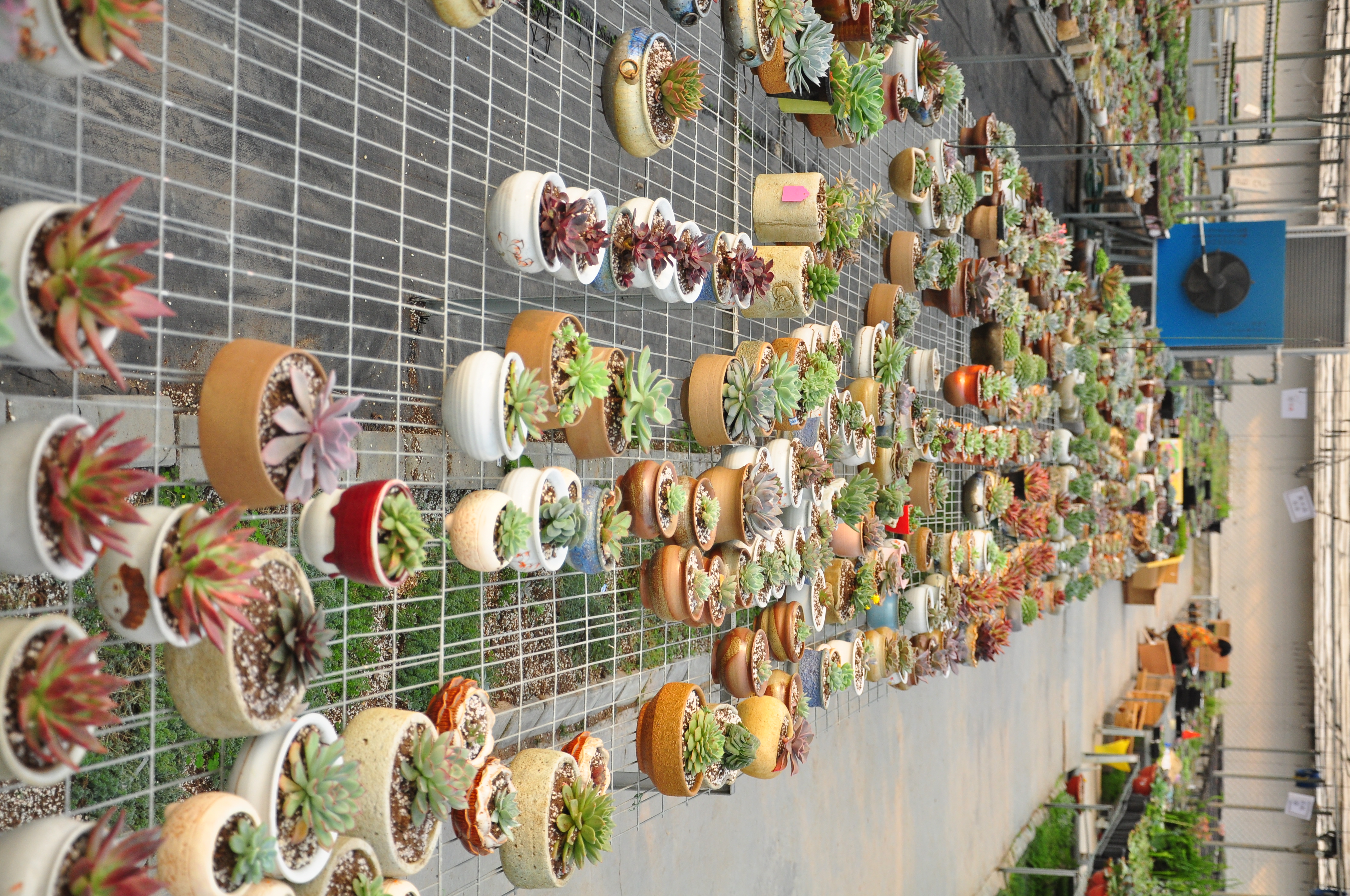 多肉植物滞销怎么养,多肉植物降价快的原因