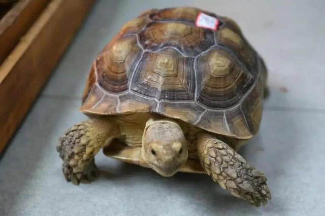 萌宠店动物的迷惑行为大赏,萌宠店曝光