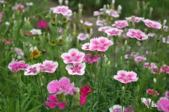 百花图谱大全100幅,工笔百花图谱100种