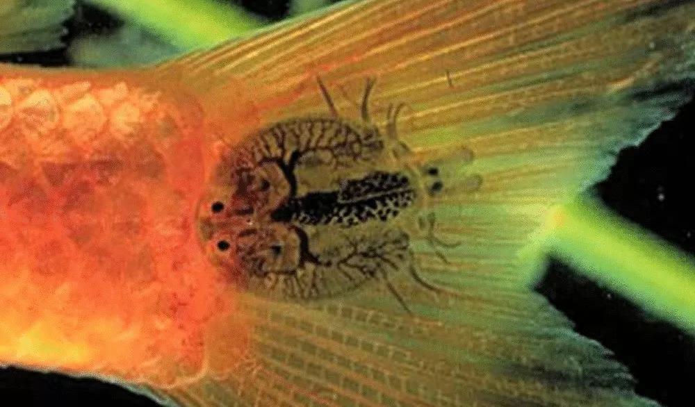 鱼类寄生虫用什么药,鱼类寄生虫怎么灭杀