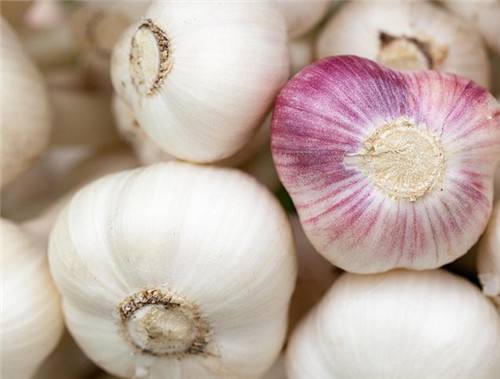 怎样防治大蒜黑头蛆,大蒜易发生什么病害