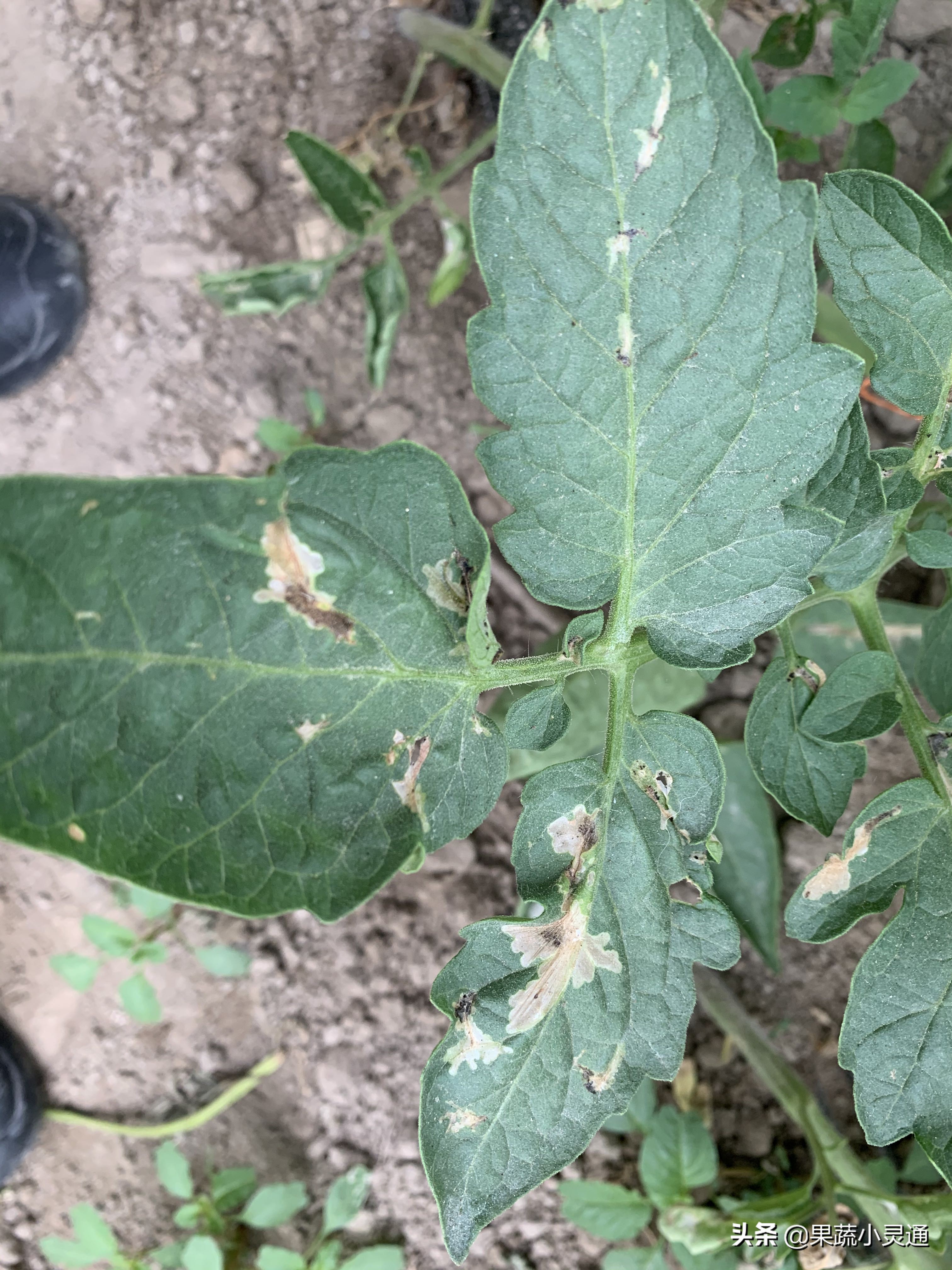 番茄潜叶蛾危害症状图,番茄叶片有黑斑是什么病