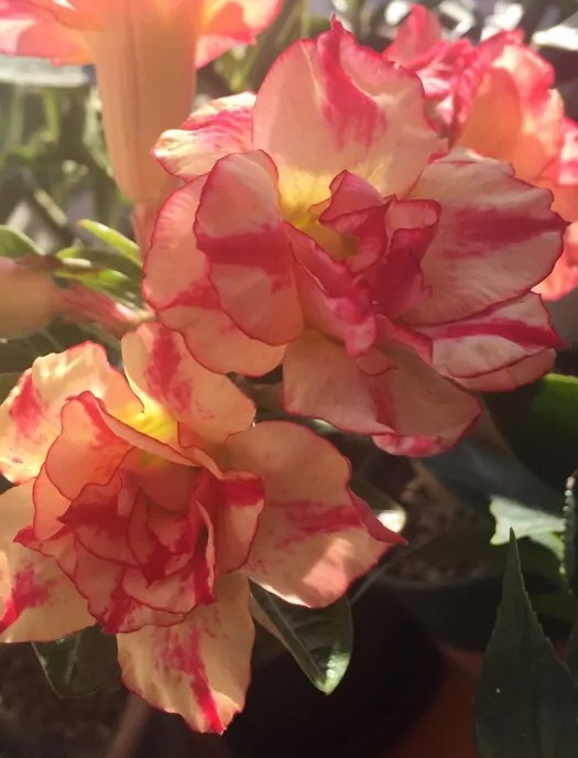 84个沙漠玫瑰品种，收起来慢慢看，待到来年春天选几种喜欢的养