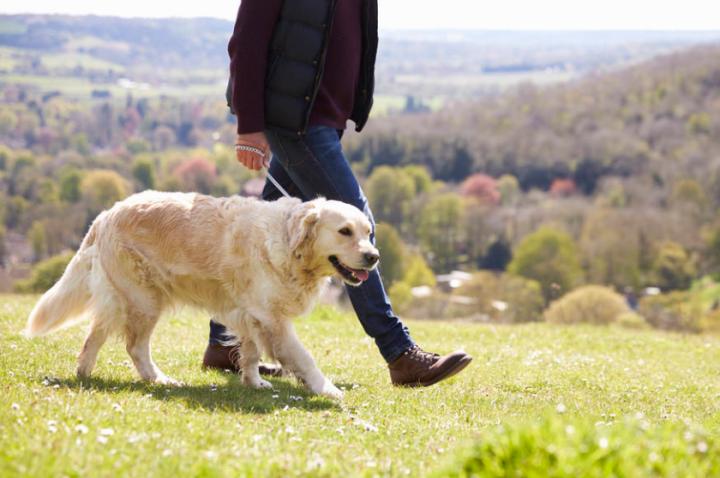 狗狗一直小便不大便怎么回事,狗狗尿不出来怎样催尿