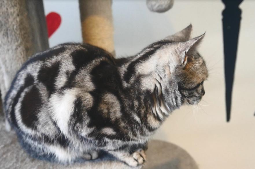 英短猫怕人怎么办,短毛猫刚到新家应该怎么办