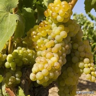 比黄金还贵的金子是什么,滴金酒是什么档次