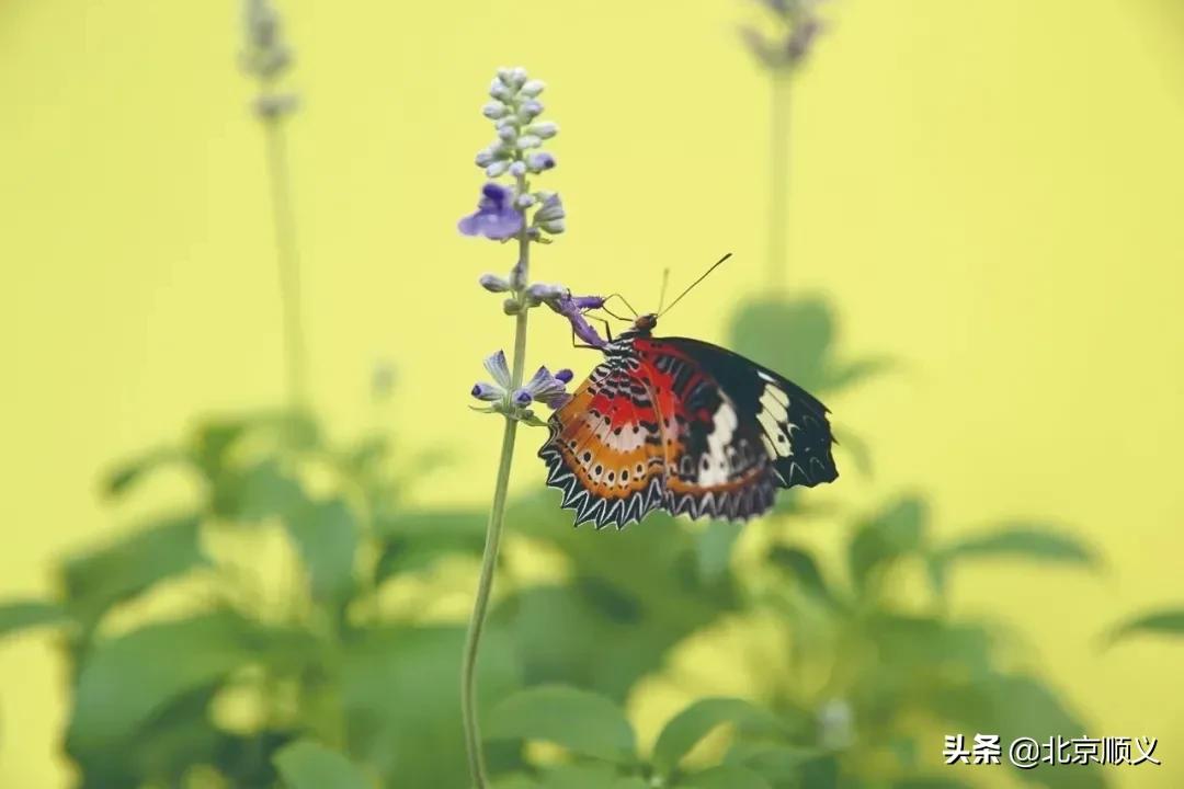 北京国际鲜花港菊花展购买门票,北京国际鲜花港菊花展