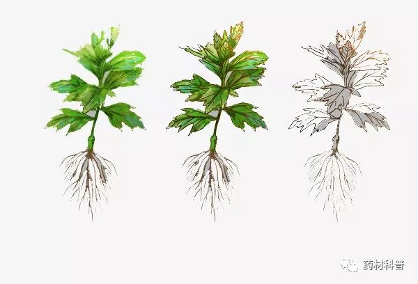 艾叶不适应什么体质的人,艾叶生姜花椒水泡脚禁忌人群