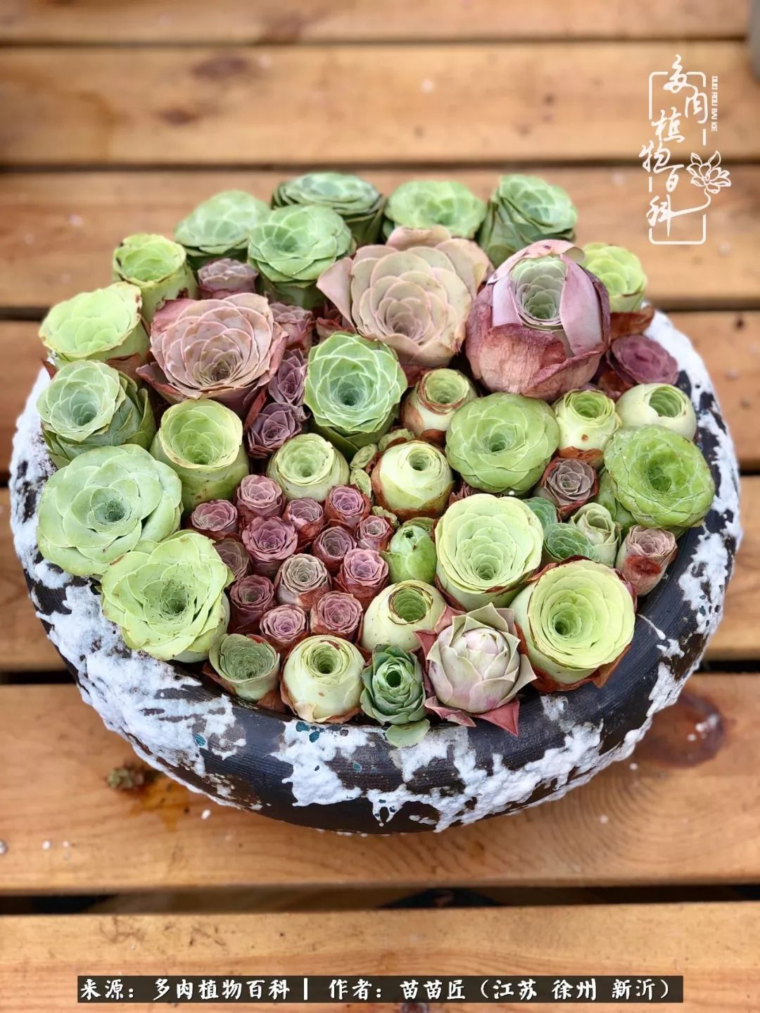 多肉之江湖：众肉友们，修仙渡劫几何了？